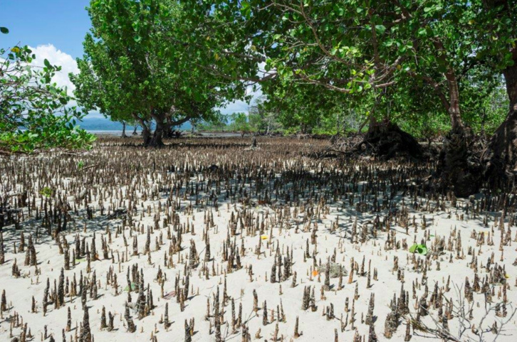OMEGA lance « Time for the Planet » en Indonésie OMEGA lance « Time for the Planet » en Indonésie