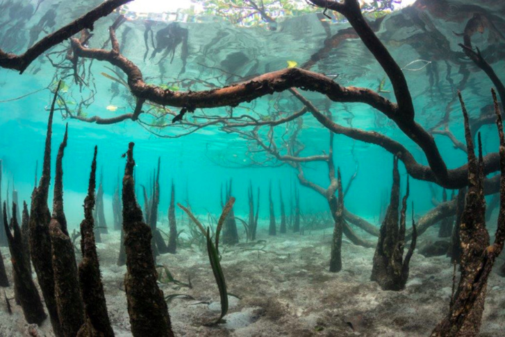 OMEGA lance « Time for the Planet » en Indonésie OMEGA lance « Time for the Planet » en Indonésie